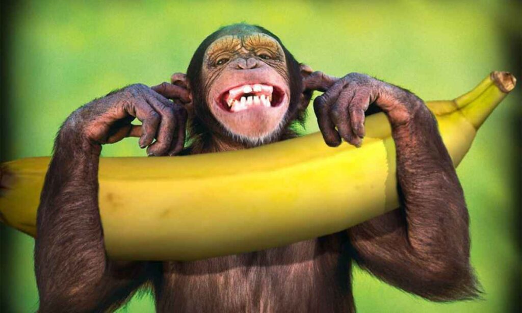 Bananas as Monkey Food