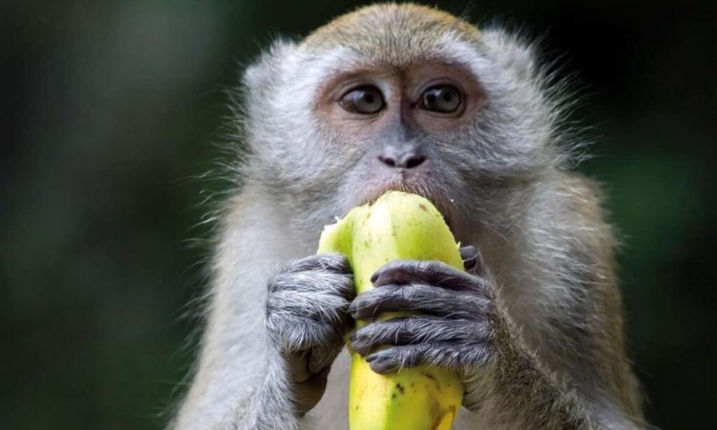 The Significance of Diet in Monkey Behavior