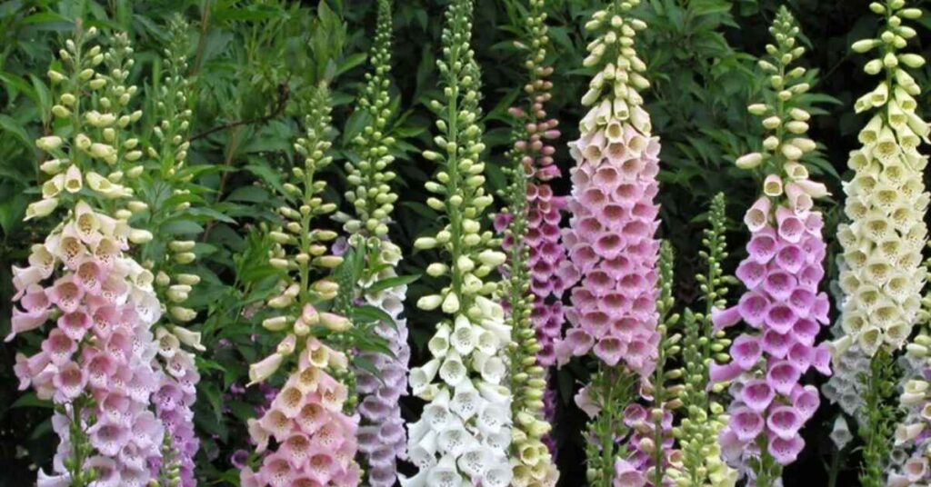 What is a Foxglove?